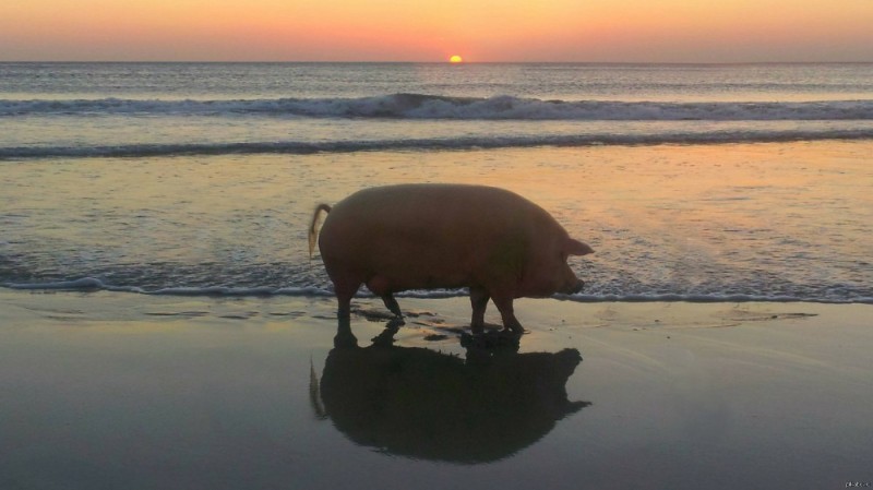 Create meme: pigs in the sea, pig on the beach at sunset, breed of pigs
