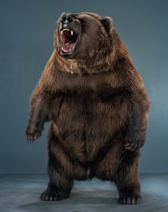 Создать мем: медведь гризли, медведь, медведь медведь