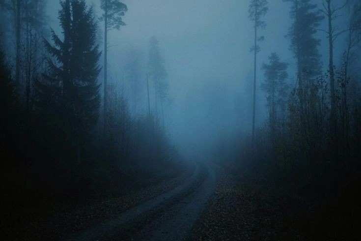 Create meme: forest fog, dark forest, The misty distance