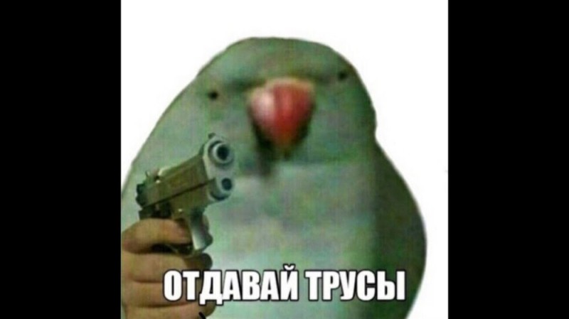 Create meme: a parrot with a gun, meme parrot with a gun, give me the panties meme parrot with a gun
