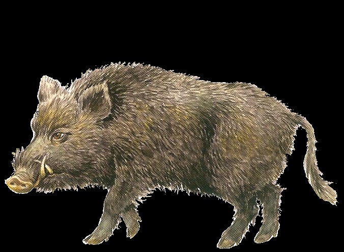 Create meme: boar , boar pig, wild boar 