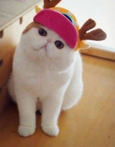 Создать мем: экзотическая короткошерстная кошка, японский кот снупи, кот экзот снупи