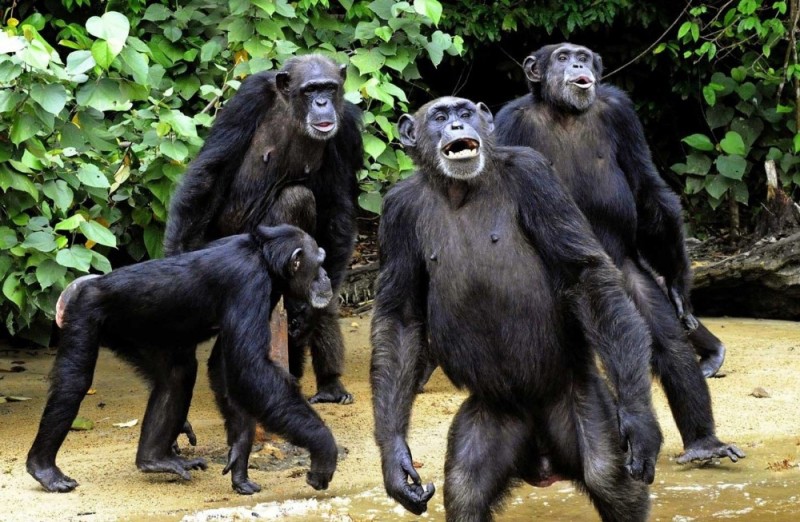 Создать мем: горилла бонобо, две шимпанзе, самец шимпанзе