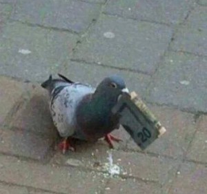 Create meme: pigeons doves, grey dove, dove