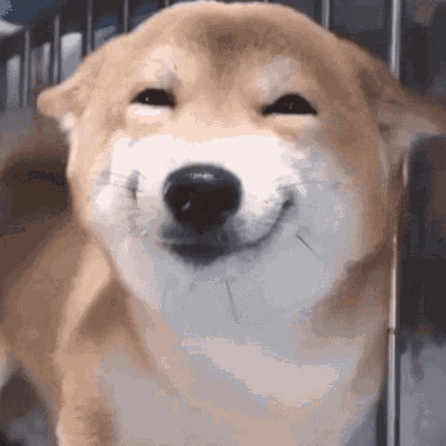 Создать мем: шиба ину улыбка, собака улыбака, улыбающаяся собака