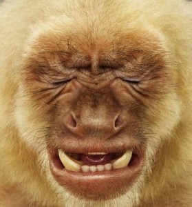 Create meme: funny monkey on the avu, monkey smile, monkey