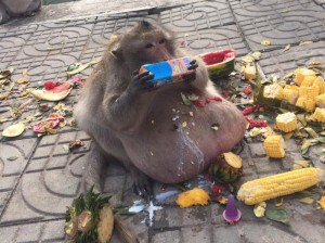 Создать мем: толстая обезьяна в тайланде, жирная обезьяна, жирная макака