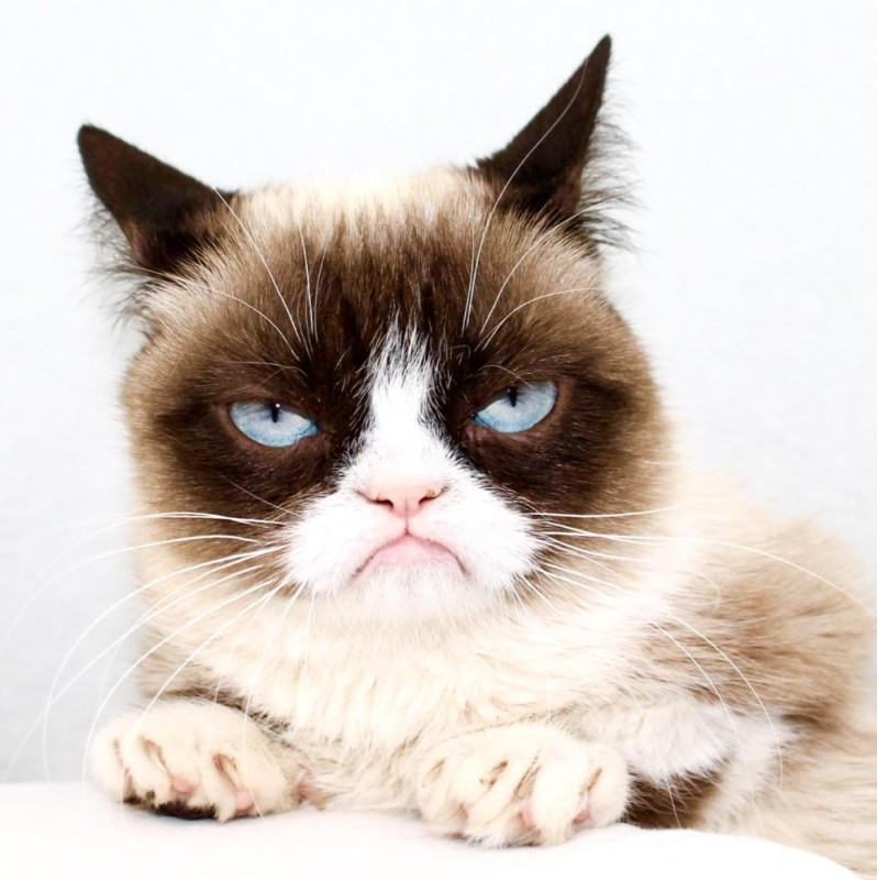 Create meme: sad cat, unhappy cat , unhappy cats