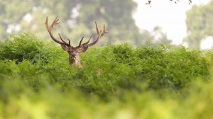 Create meme: deer in green, deer with grass on the horns, deer in the bushes