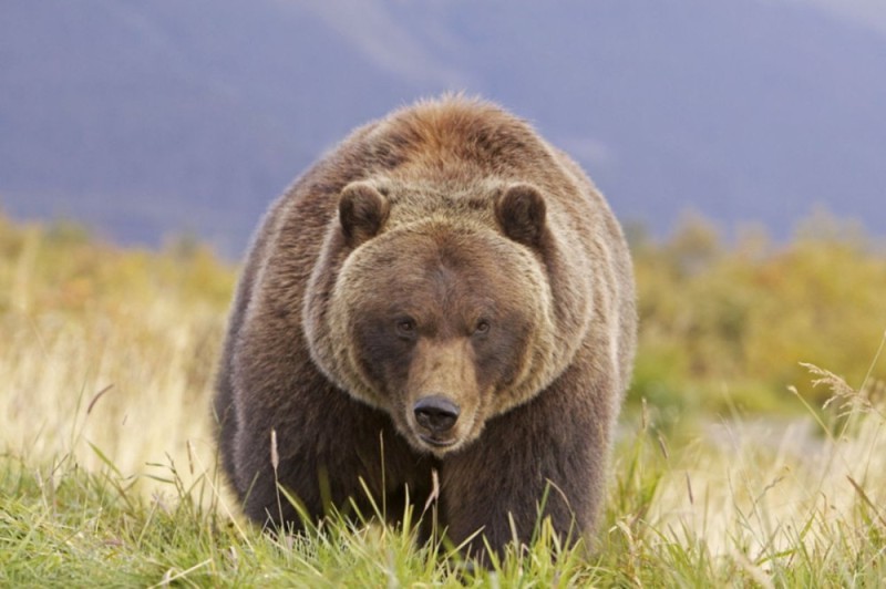 Создать мем: бурый медведь, северная америка медведь гризли, гризли североамериканский бурый медведь