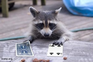 Create meme: raccoon playing cards