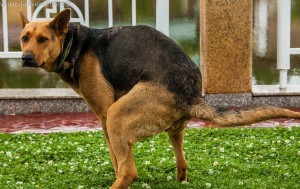 Create meme: dog German shepherd, a shitting dog, Dog