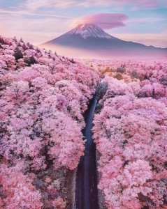 Создать мем: mt fuji, сакура, цветение сакуры