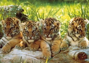 Create meme: tiger tiger, Siberian tiger with cubs