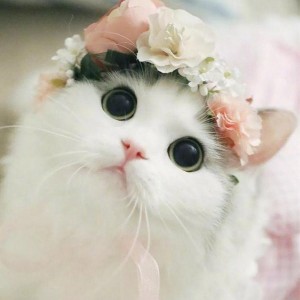 Create meme: nyashnye seals, a cute cat, cute kitties