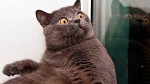 Create meme: a cat in shock, cat funny, cat