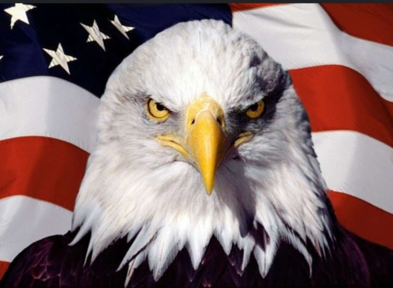 Create meme: bald eagle , Donald trump , murica hell yeah