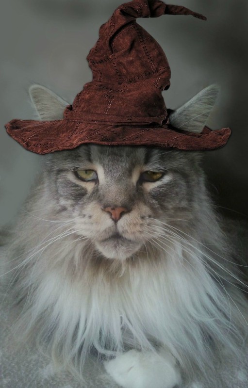 Create meme: cat , cat wizard , The cat is a magician