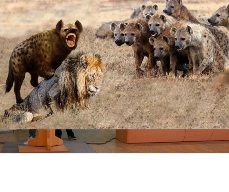 Create meme: lion vs hyenas, a pack of hyenas, hyenas