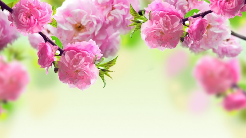 Создать мем: розовые цветы, весенний фон, красивые цветы