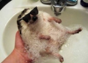 Create meme: funny animals, Animal, hedgehog in the sink