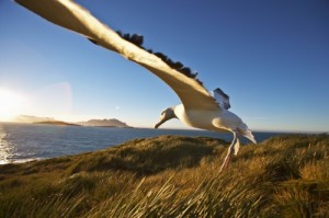 Create meme: albatross, vorombe titan, photo of Albatros in flight