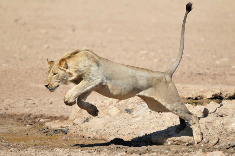 Create meme: a lioness in a jump, lioness , A lioness on the run