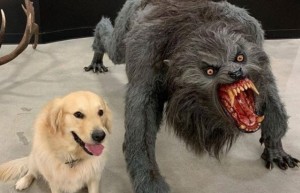 Create meme: angry dog, angry dog meme, the dog is a werewolf
