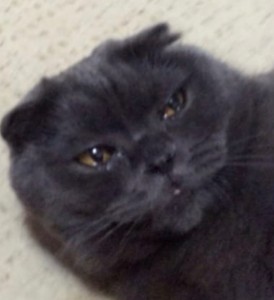 Создать мем: британский гладкошерстный кот черный, шотландская вислоухая кошка, шотландская вислоухая кошка черная