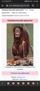 Создать мем: презентация на тему орангутан, обезьяна, семейства приматов гоминиды