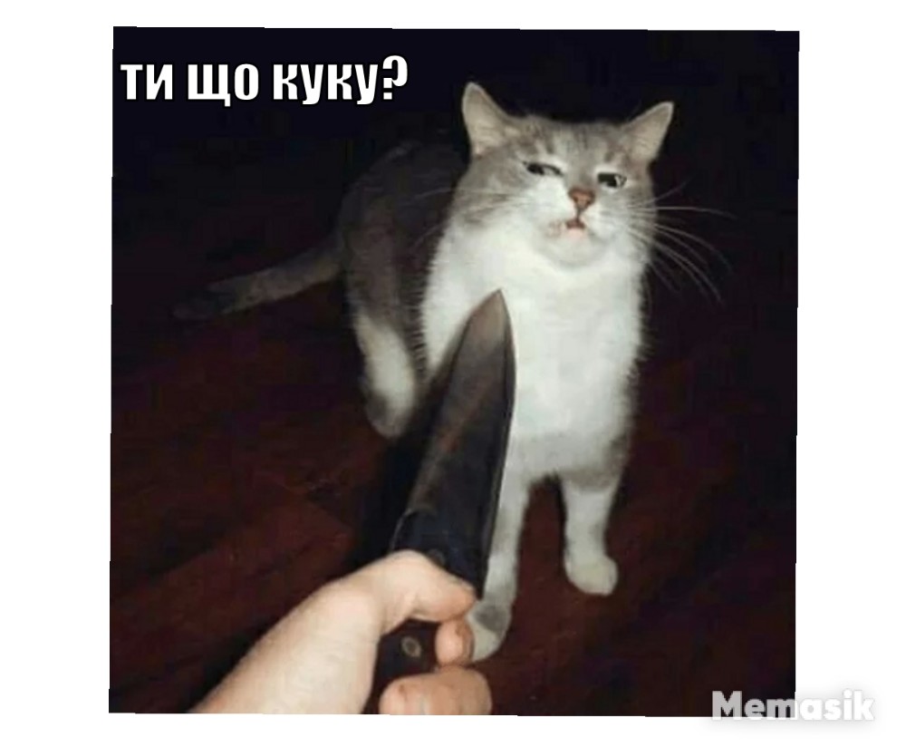 #Кошка. #кот с ножом мем. 