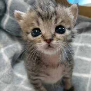 Create meme: cute kittens, cat, cute cat