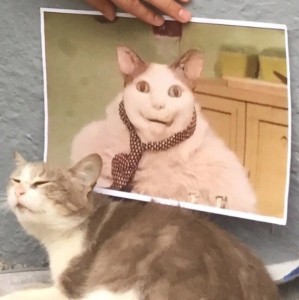 Create meme: cats, seals, stoned cat