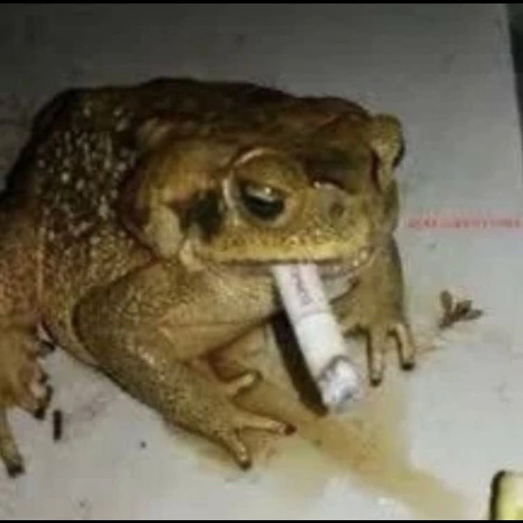 Создать мем: азиатская жаба, природа, жаба ага с икрой