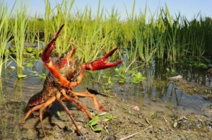 Создать мем: crayfish, флоридский рак, раком в