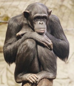 Создать мем: обыкновенный шимпанзе, шимпанзе задумался, горилла бонобо