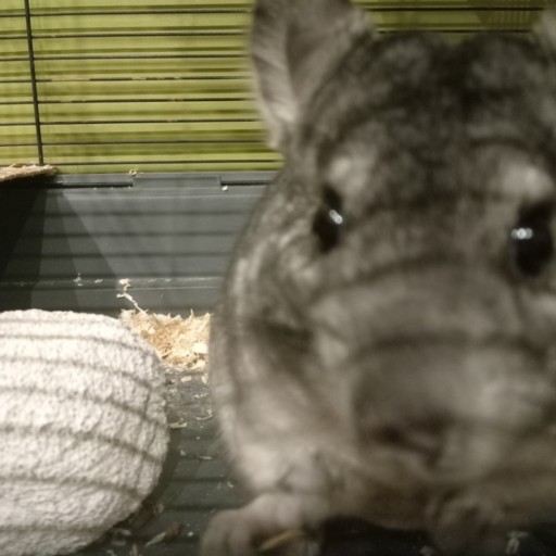 Create meme: chinchilla boy, chinchilla standard, animal chinchilla