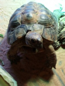 Create meme: Central Asian tortoise