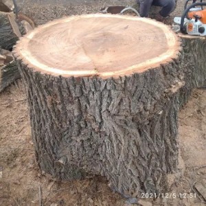 Create meme: cross-section of a tree, stump