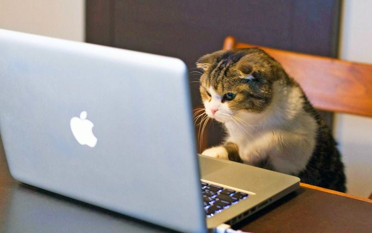 Create meme: the cat at the computer, the cat behind the laptop, cat at the computer