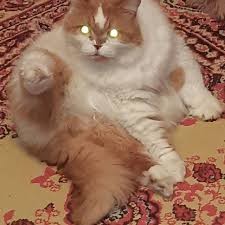Create meme: cat ginger white, Cat, cat