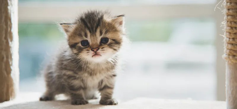 Создать мем: фотографии милых котиков, котята, маленькие котики