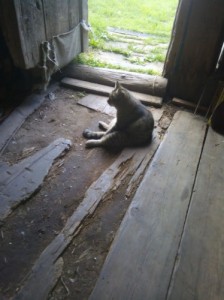 Create meme: in the barn, cat, the cat who
