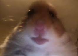 Create meme: hamster meme original, hamsters meme, surprised hamster