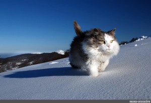 Create meme: snow cat, siberian cat, Norwegian forest cat