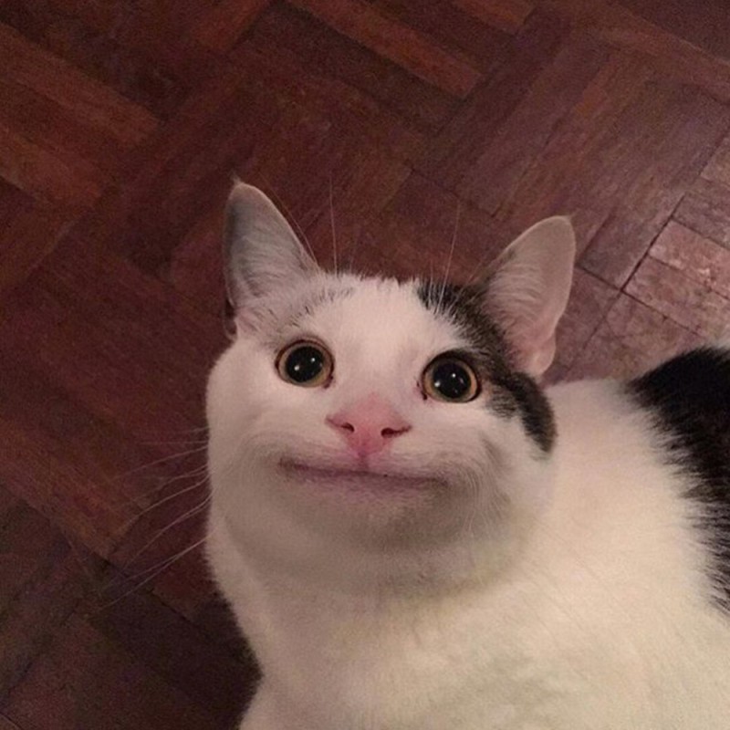 Create meme: meme cat , smiling cat meme, cute cat meme
