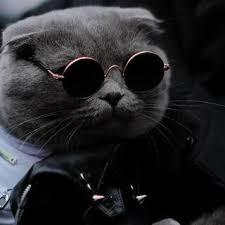 Создать мем: самый стильный кот чечни, самый стильный кот чечни получил, стильный кот
