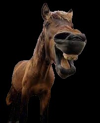 Создать мем: улыбающаяся лошадь, морда лошади, улыбающийся конь