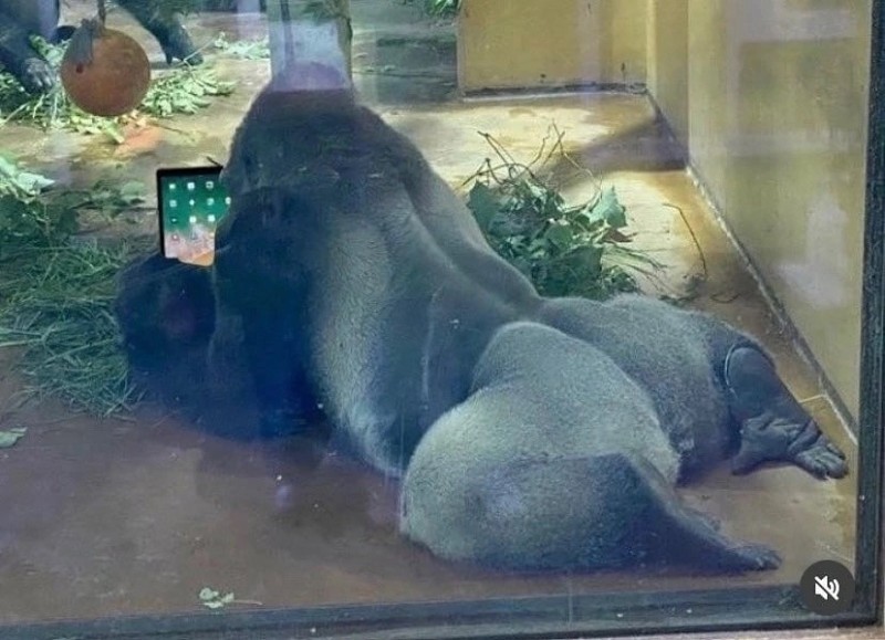 Создать мем: горилла самец, горилла обезьяна, горилла в новосибирском зоопарке