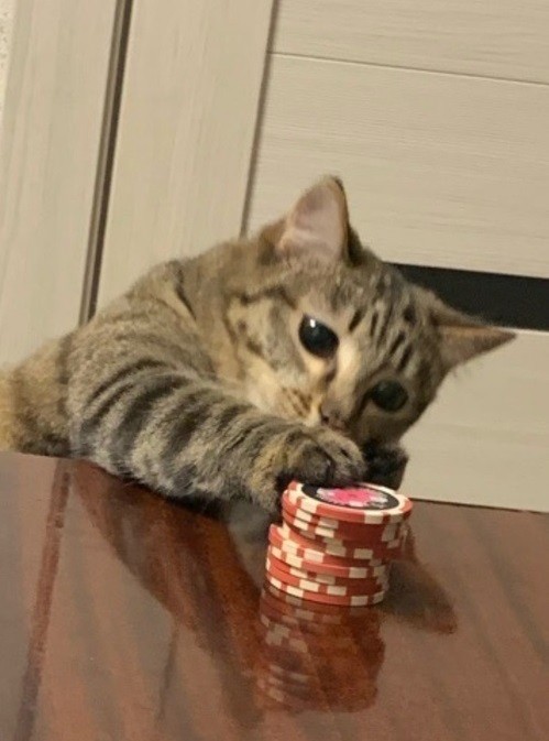 Create meme: cat , kitty , cat poker